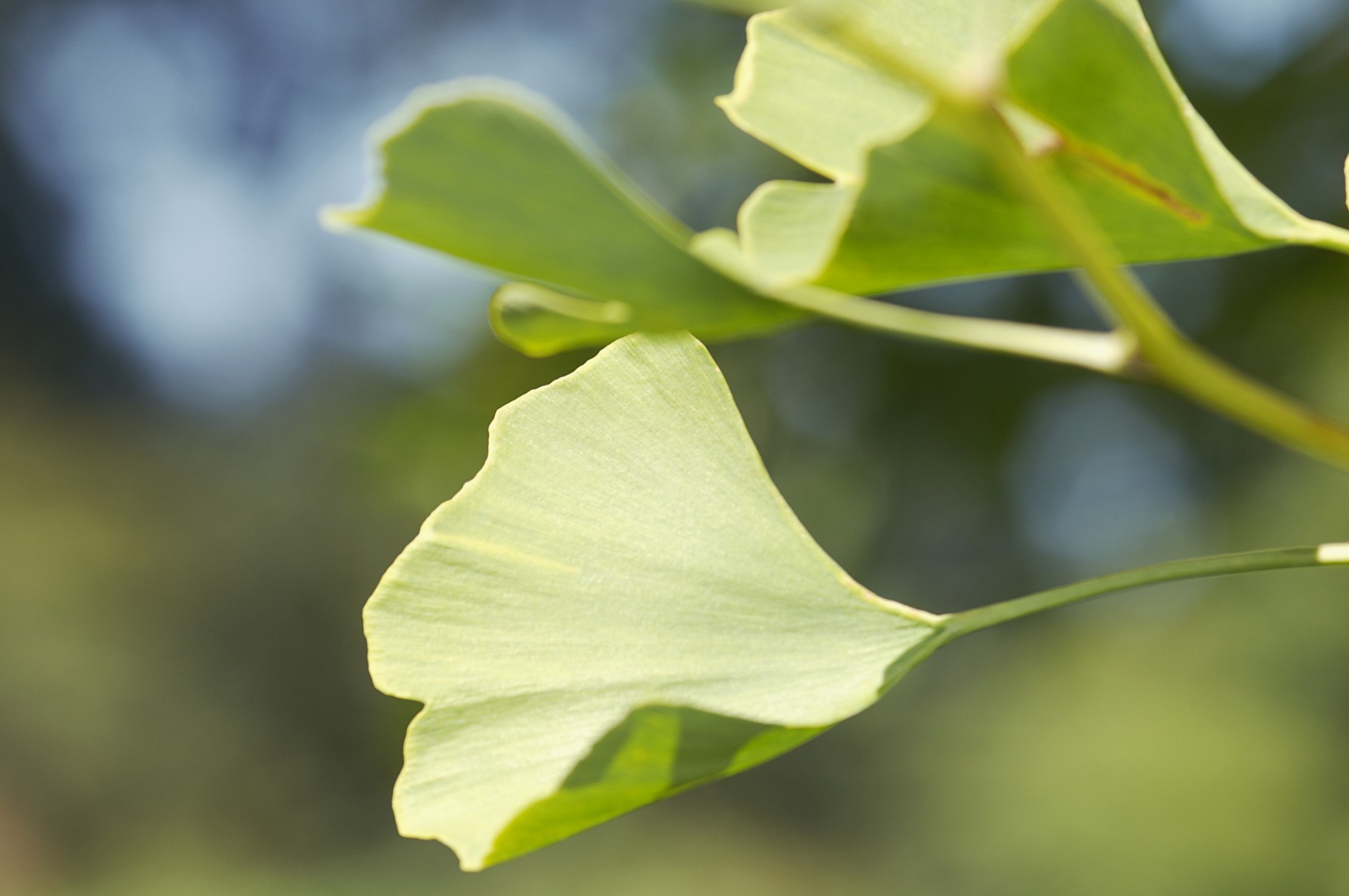 چگونه قند خون را با گیاهان کنترل کنیم؟