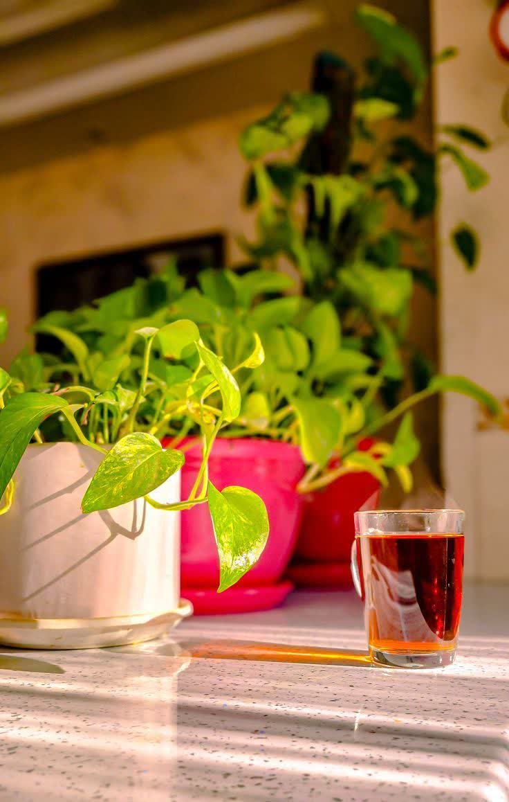 محصولات مراقبت و بهداشت خانگی ارگانیک ایران