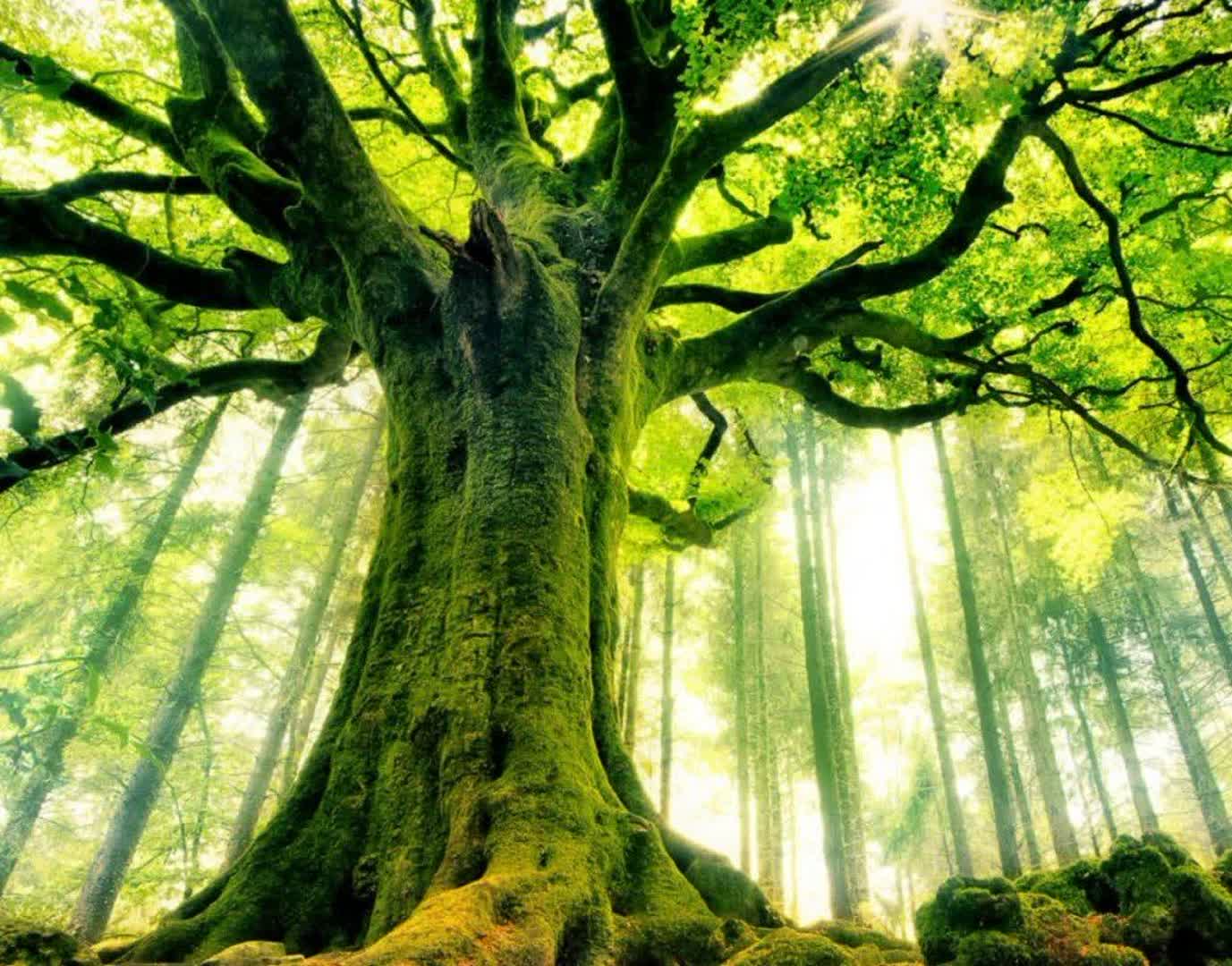 افزایش انرژی با محصولات گیاهی: راهکارهای طبیعی!