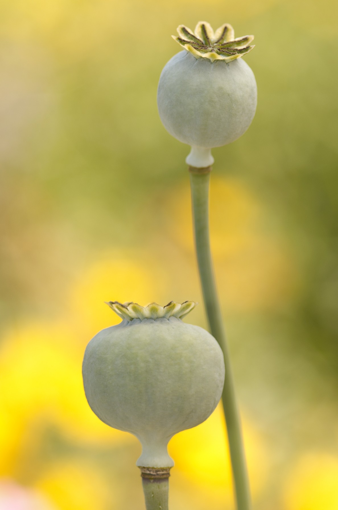 تاثیر گیاهان دارویی بر سلامت اعصاب و روان